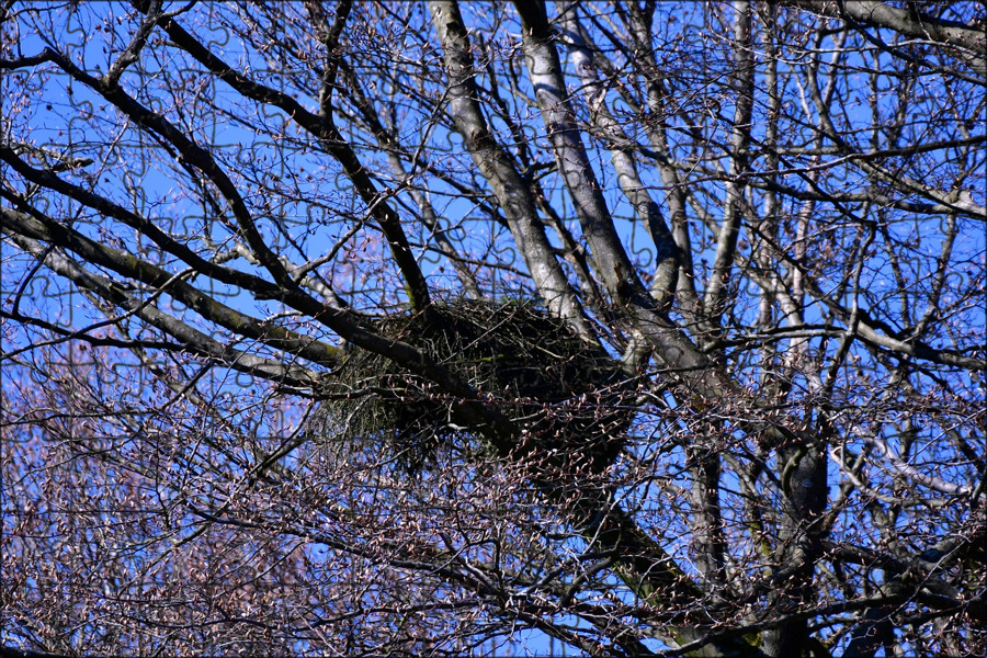 Птицы на верхушках деревьев