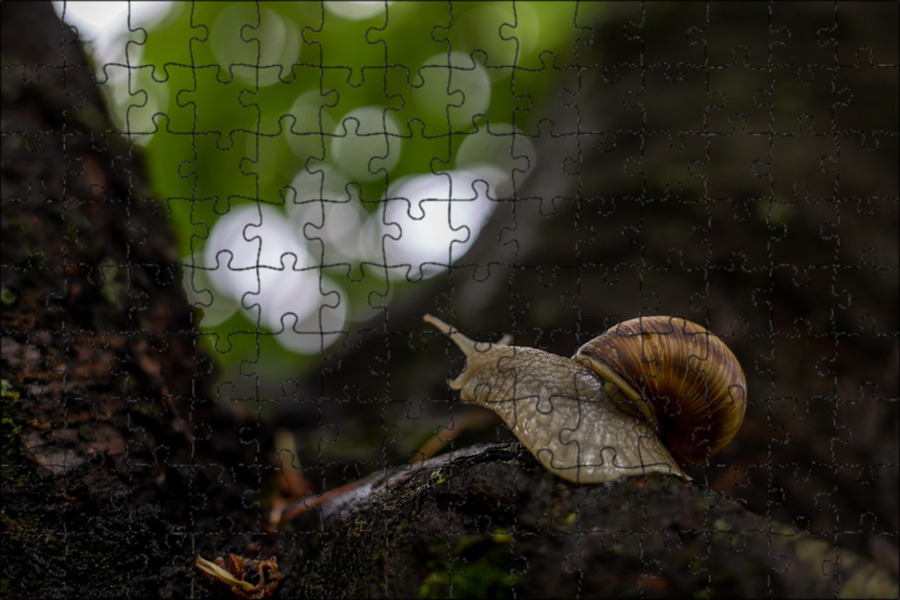 Улитка на дереве. Oahu Tree Snails. Улитка с Воробьем на дереве. Snail on Tree. Улитка на дереве фото.