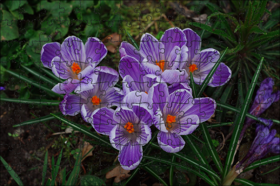 Crocus fleur