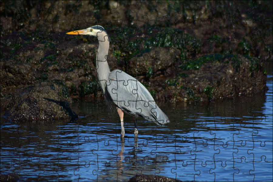 Great heron. Серая цапля. Цапля коричневая. Королевская голубая цапля херон. Америка.