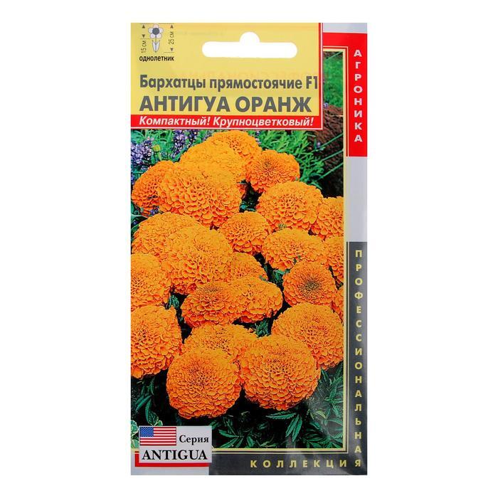 Дилемма бархатцев читать. Тагетес рассада. Рассада бархатцев. Бархатцы дюранго танжерин. Дилемма бархатцев читать.