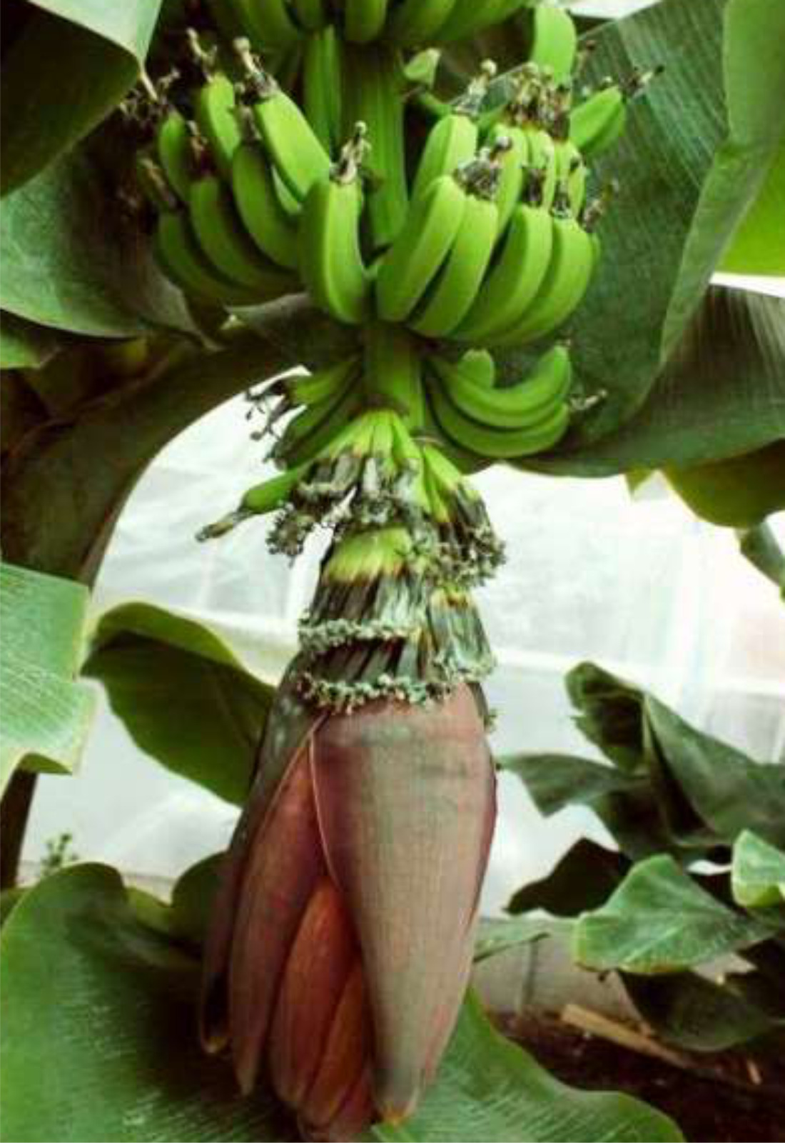 банан в домашних условиях фото