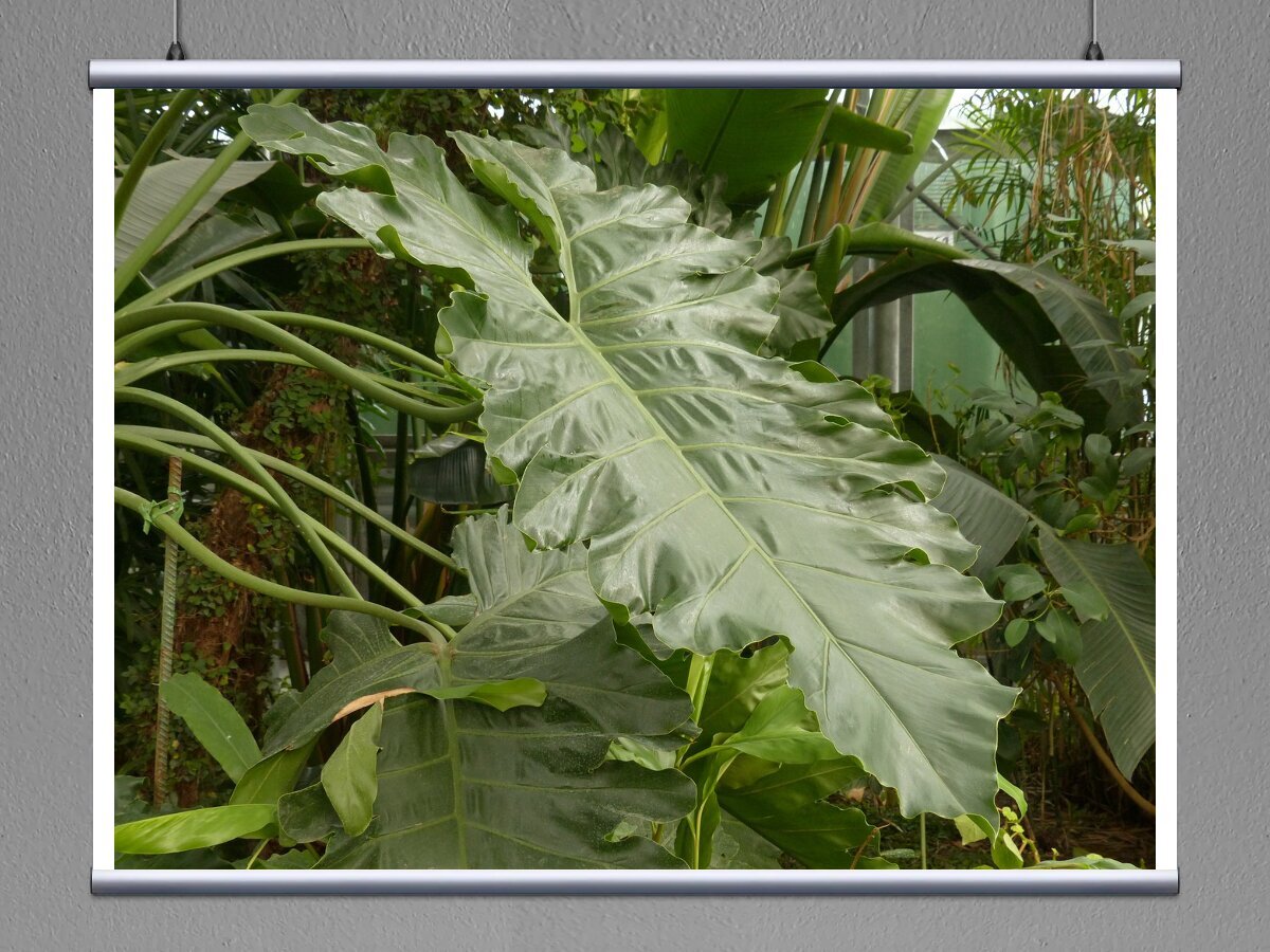 Ароидные растения купить. Филодендрон Ароидные. Филодендрон Карло. Филодендрон гигантский. Филодендрон Африка.