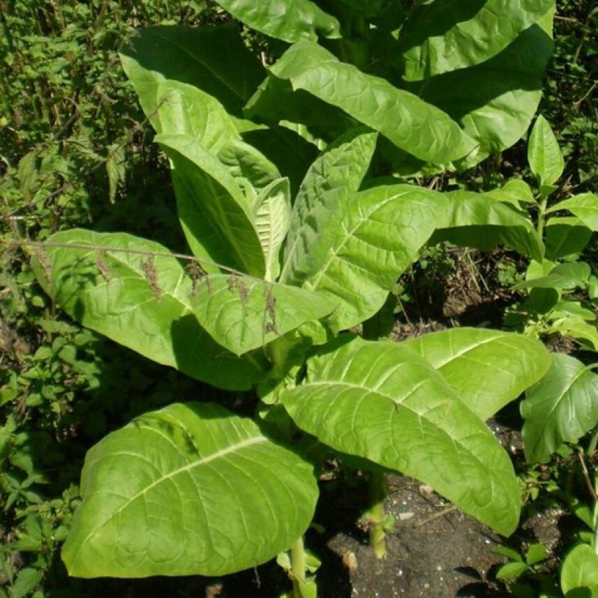 Табак Nicotiana tabacum