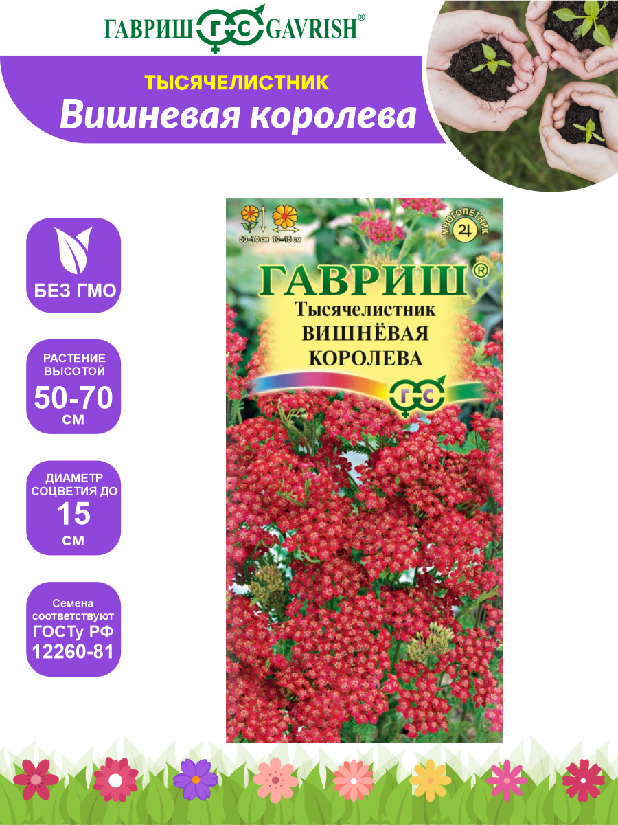 Тысячелистник Вишневая Королева