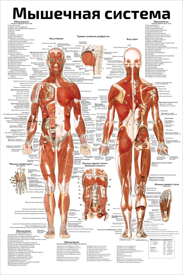 Плакат мышц. Атлас анатомия человека мышечная система. Анатомические плакаты. Плакат анатомия человека. Мышечная система человека плакат.