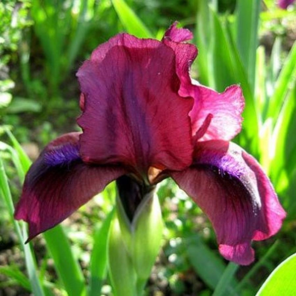 ирис карликовый сорт черри гарден. ирис карликовый "cherry garden". ирис черри гарден. ирис карликовый черри гарден. ирис карликовый черри гарден.