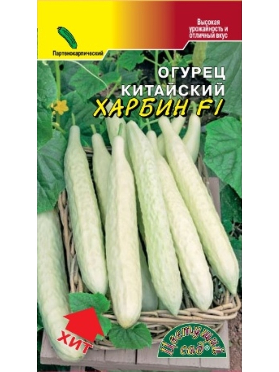 Огурец Белый Ангел Купить