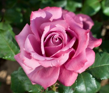 Роза сорт клод брассер фото и описание
