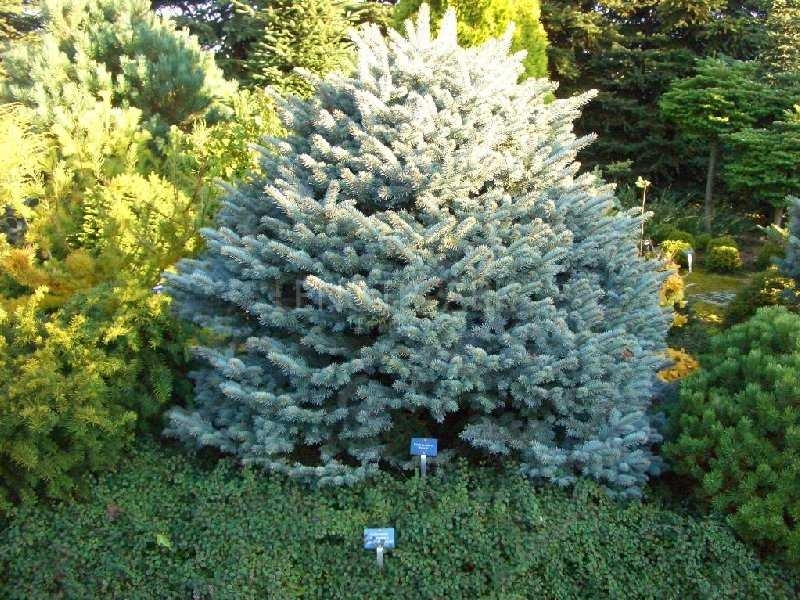 Ель колючая picea. Ель Глаука Ольденбург. Picea pungens 'Thuem'. Ель колючая Picea pungens Thuem. Picea pungens 'Thuem' ель колючая ТУЕМ.