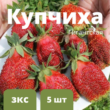 Земклубника "Купчиха" 5 штук саженцев