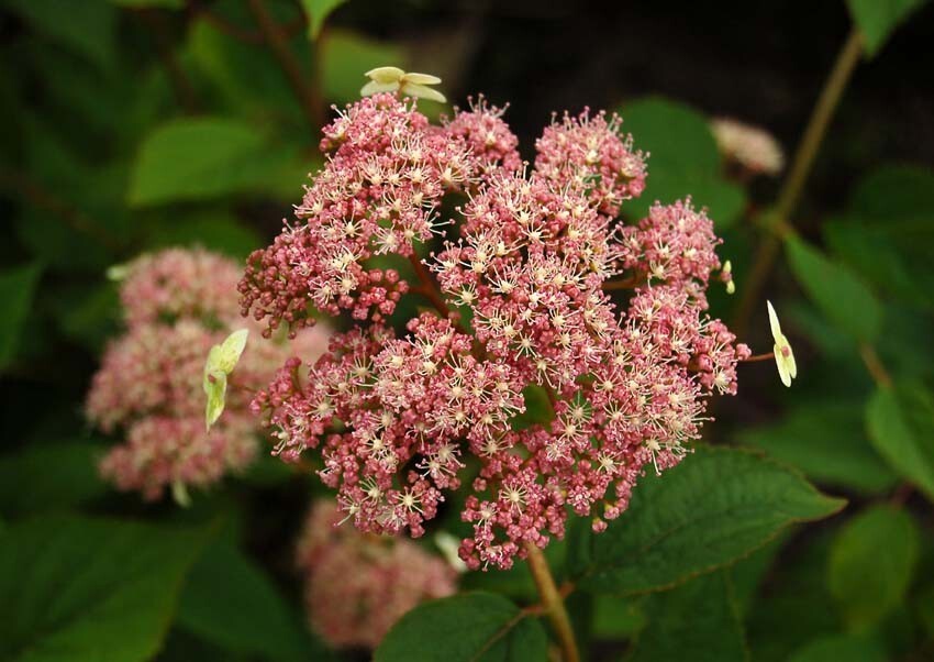 Pink pincushion гортензия фото и описание