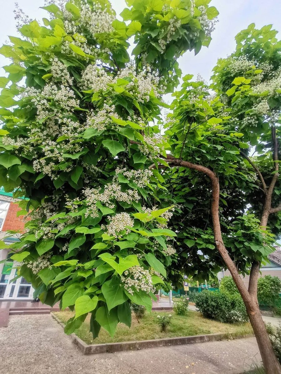 Как цветет катальпа дерево фото