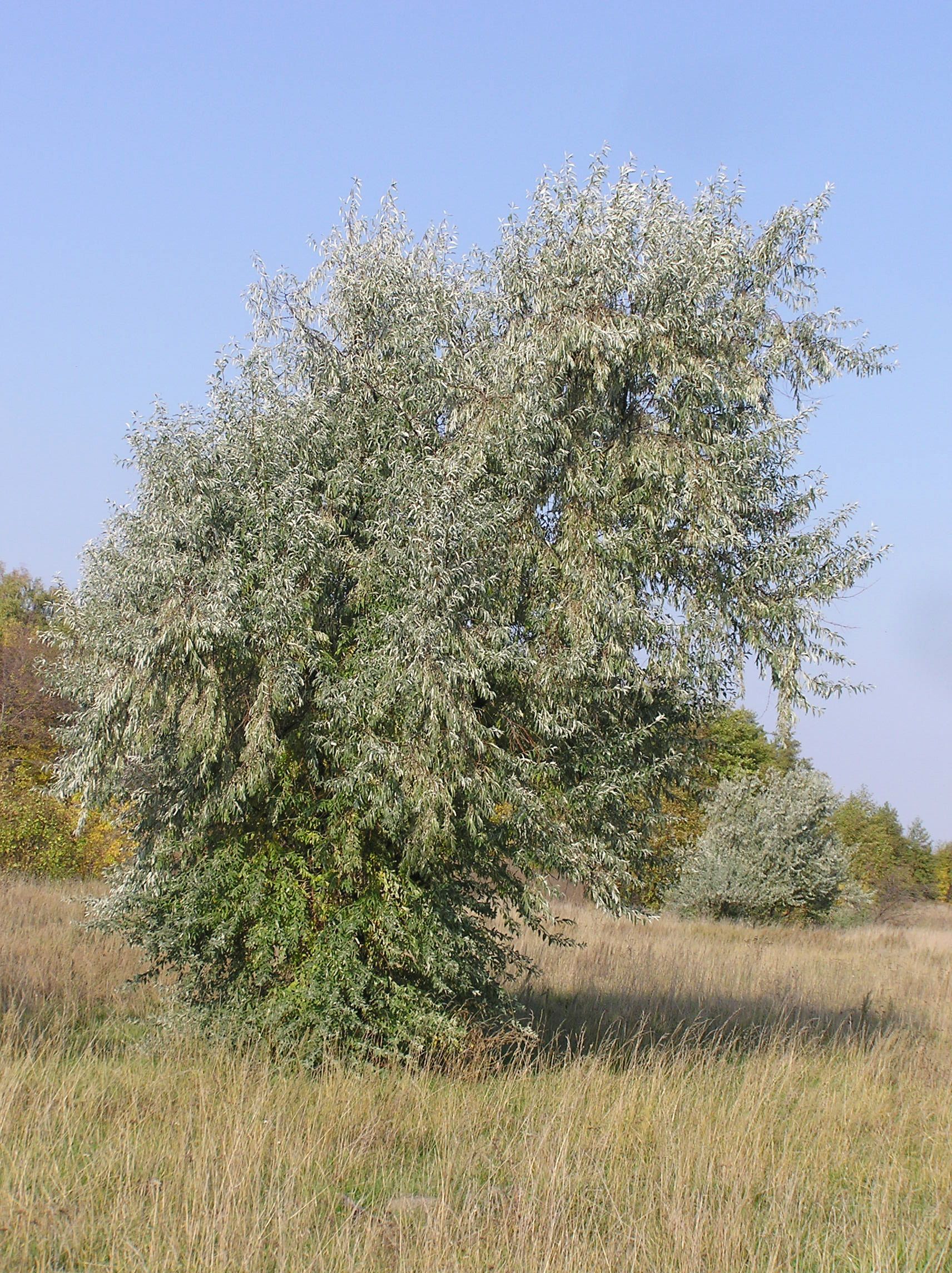 Лох узколистный описание и фото