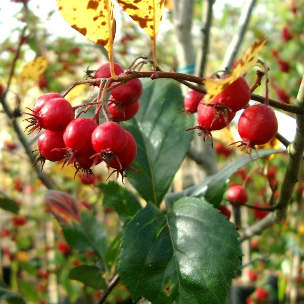 Боярышник круглолистный (Crataegus coccinea)