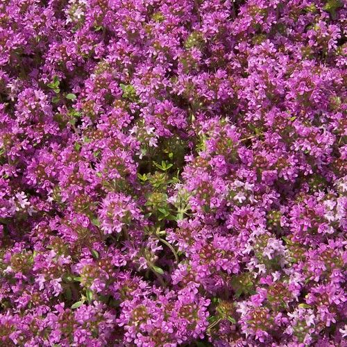 Чабрец Травы купить в интернет-магазине по низкой цене на Яндекс Маркете