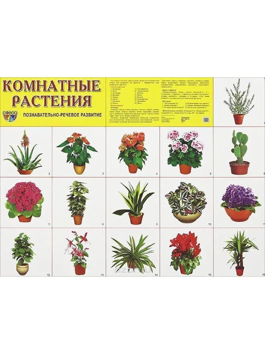 Карточки с изображением комнатных растений