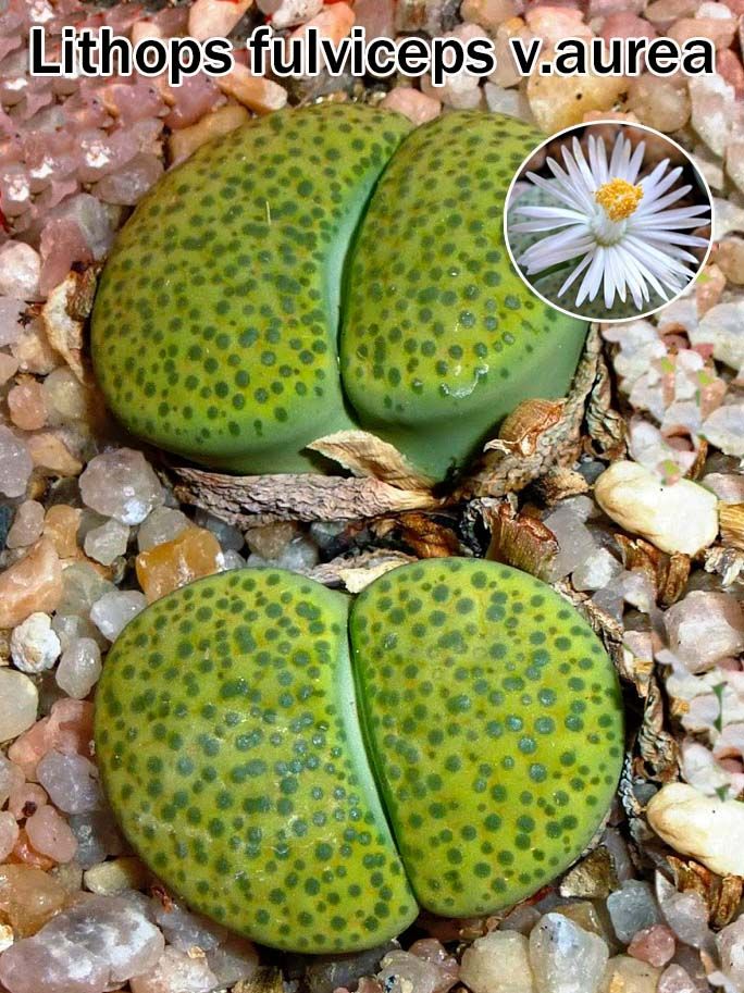 Lithops c262