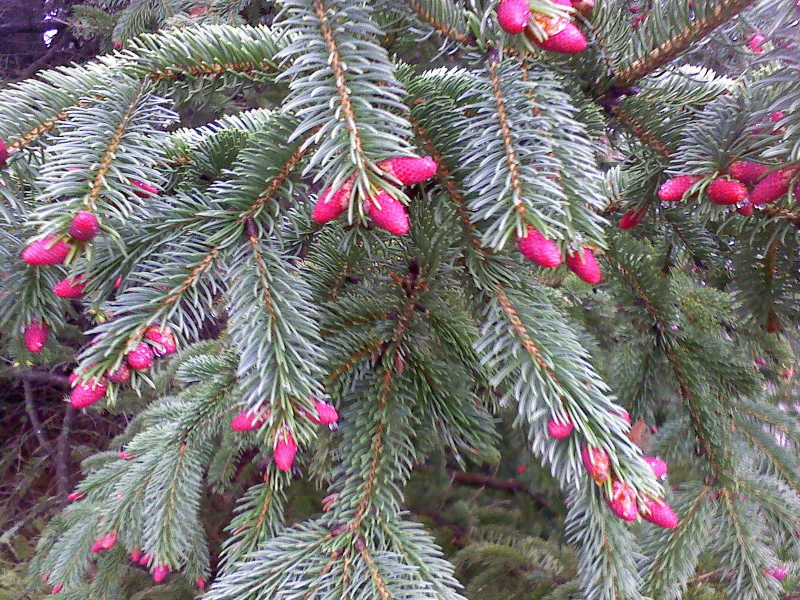 Ель красная Picea Rubens