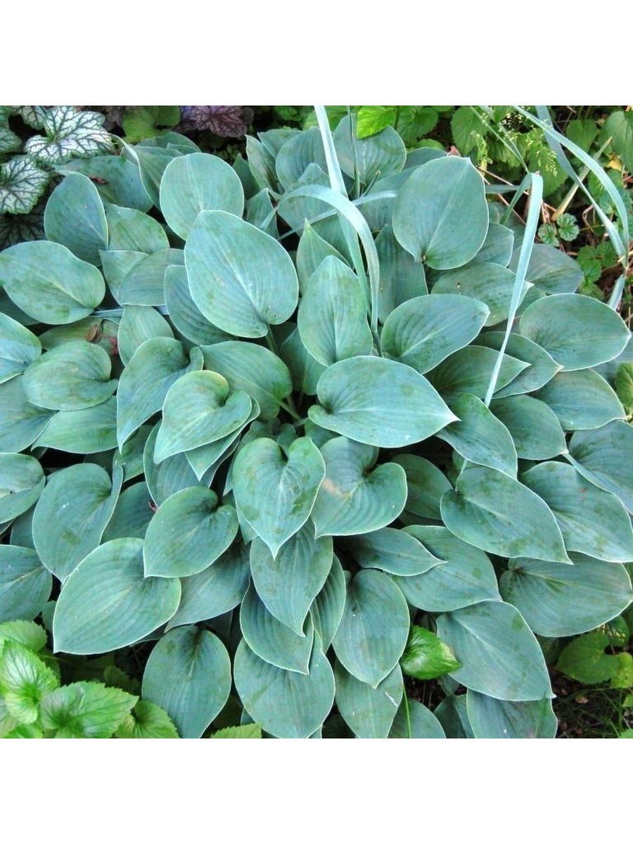 Хоста гибридная блу кадет. Хоста блю каскад. Хоста гибридная блю кадет. Хоста гибридная блу кадет (с2). Хоста блю амбреллас.