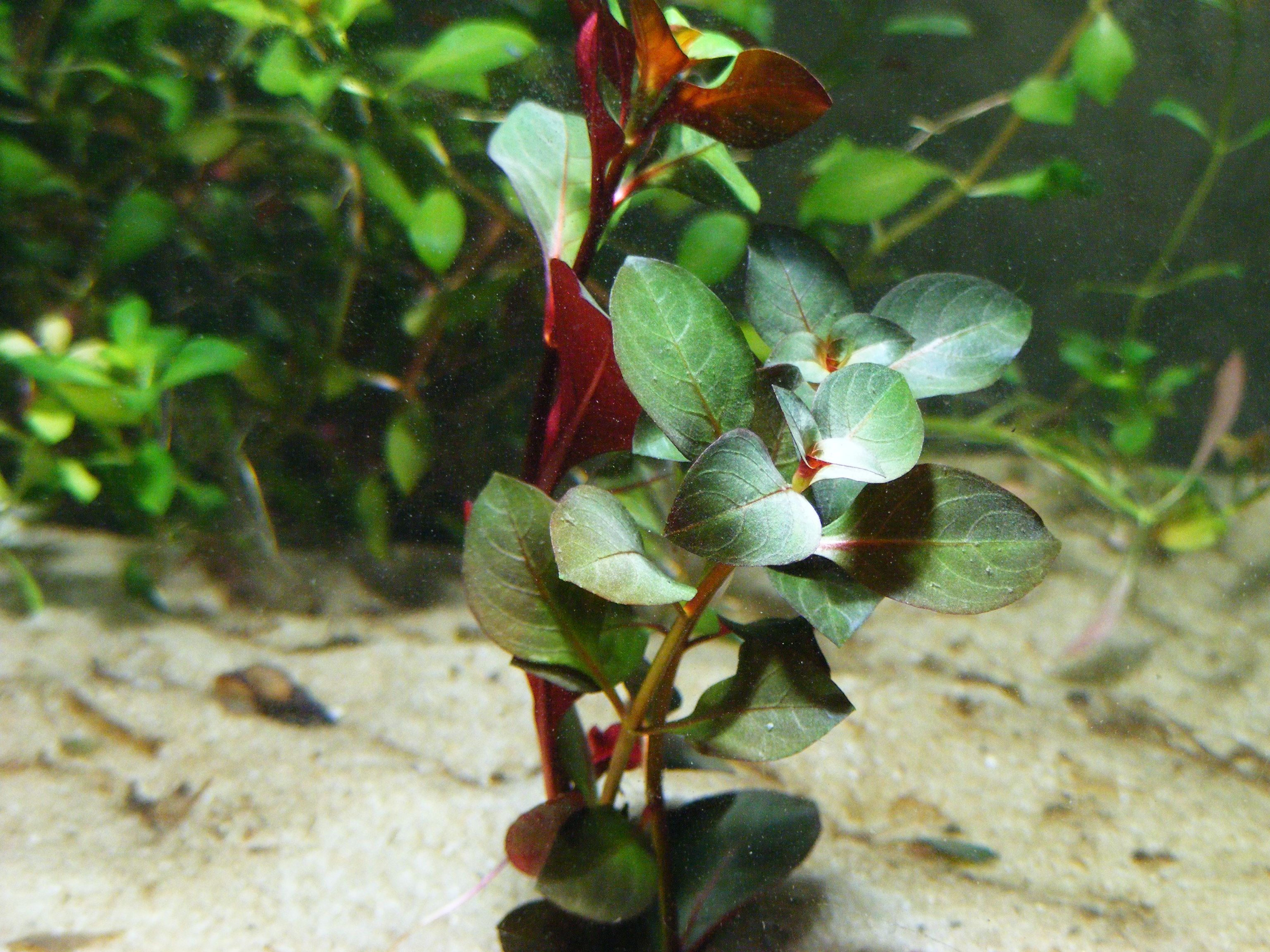 Людвигия перуанская "Даймонд" (Ludwigia peruensis). Живое аквариумное растение