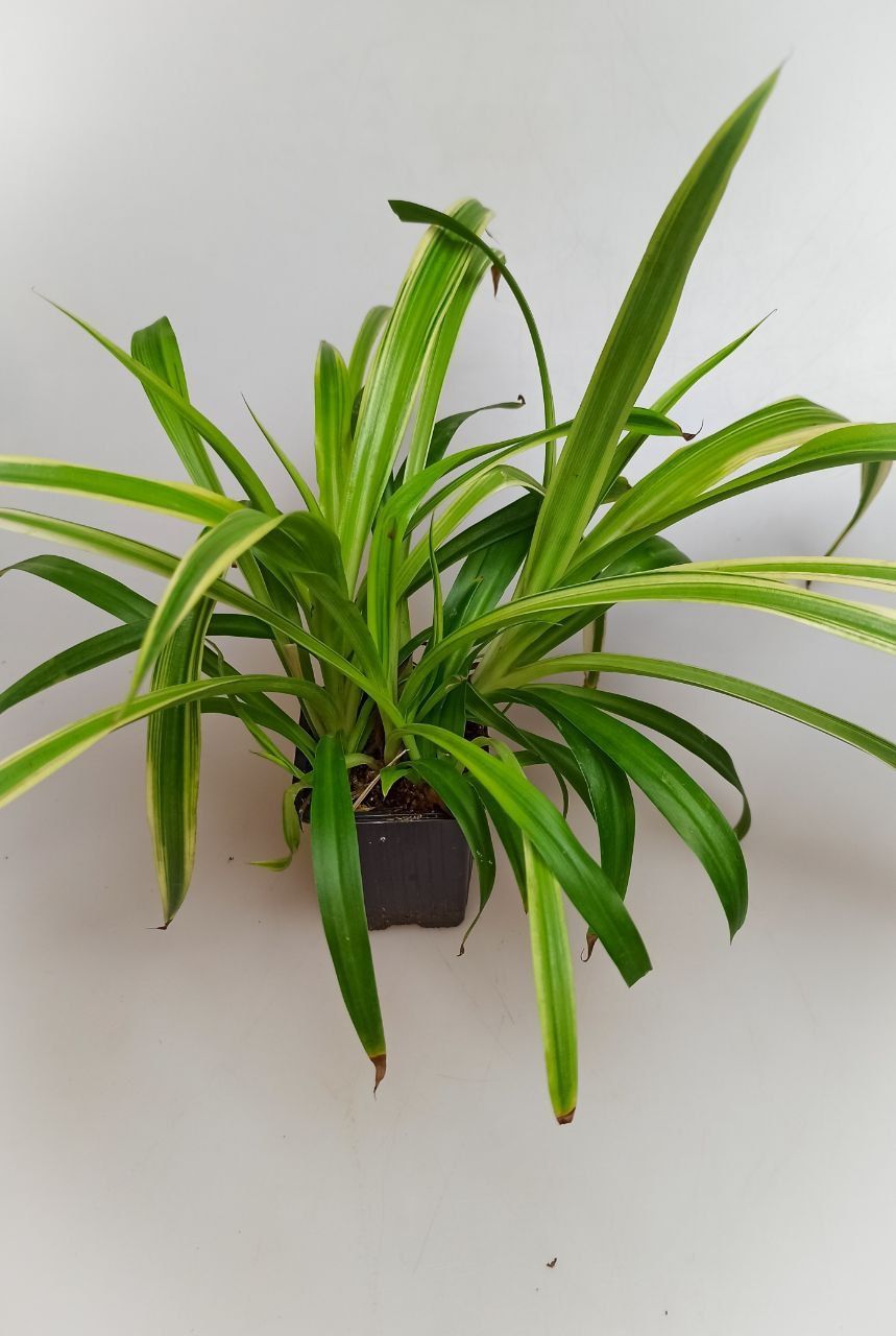 Chlorophytum Starlight