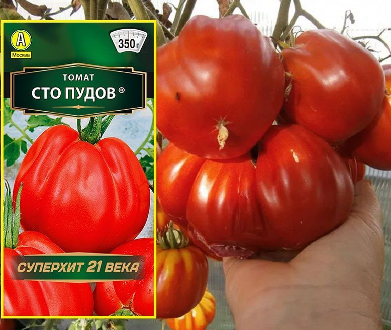 Сорт томата сто пудов. Томат сто пудов описание и отзывы. Томат 100 пудов. Томат сто пудов описание и отзывы. Томат сто пудов описание и отзывы.