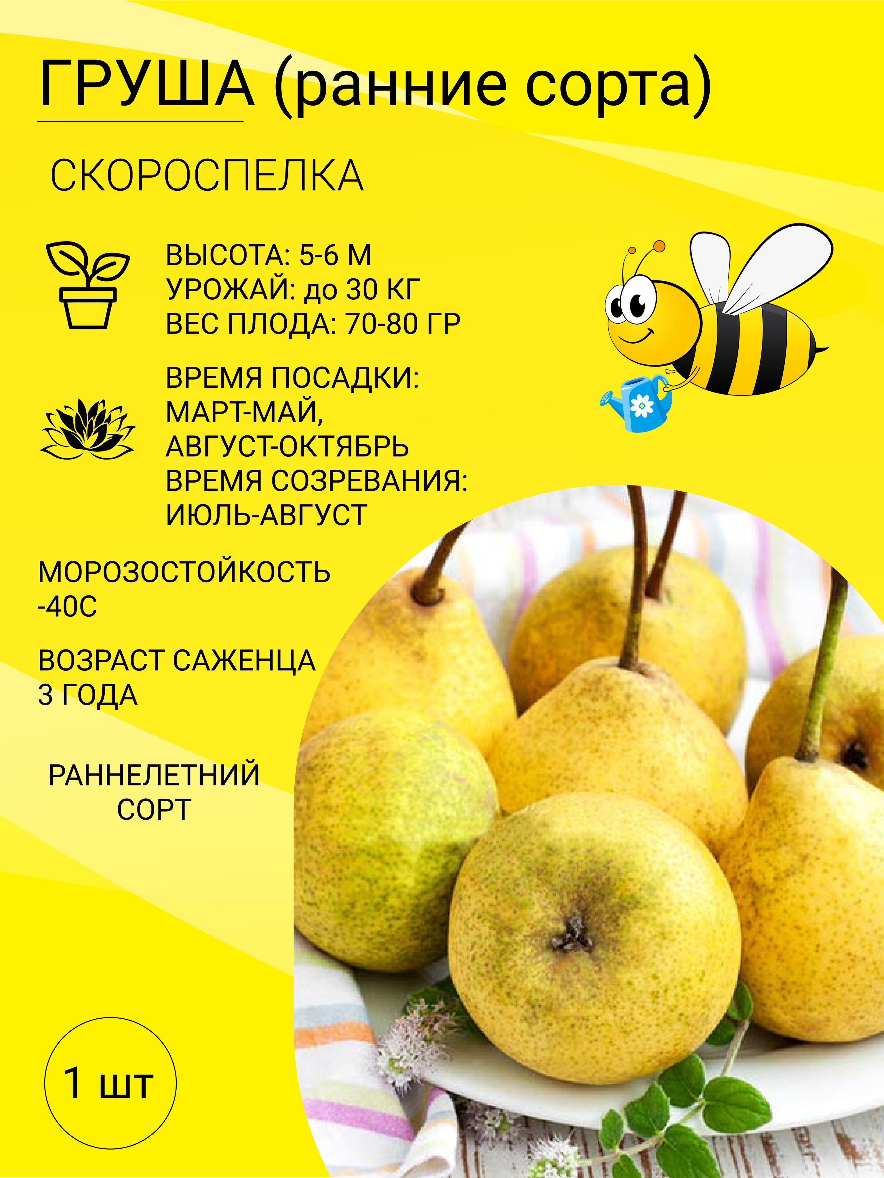 Груша бере боск описание. Сорт груши чудесница. Белые груши сорт название. Груша высота дерева. Сроки созревания плодов.