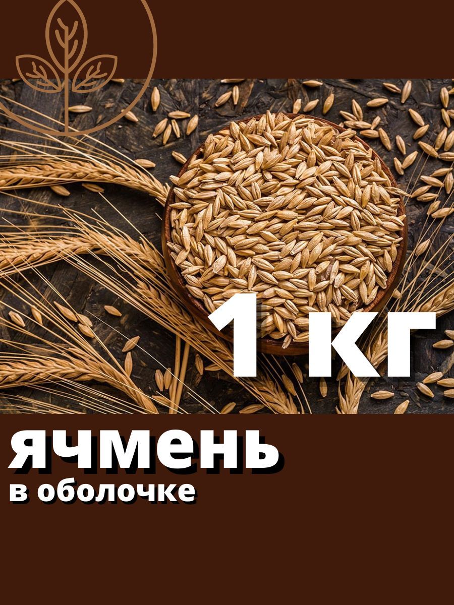 Ячмень - купить с доставкой по выгодным ценам в интернет-магазине OZON  (706755726)