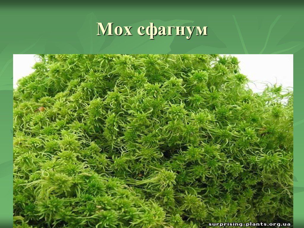 Кукушкин лен рисунки легкие (50 фото)