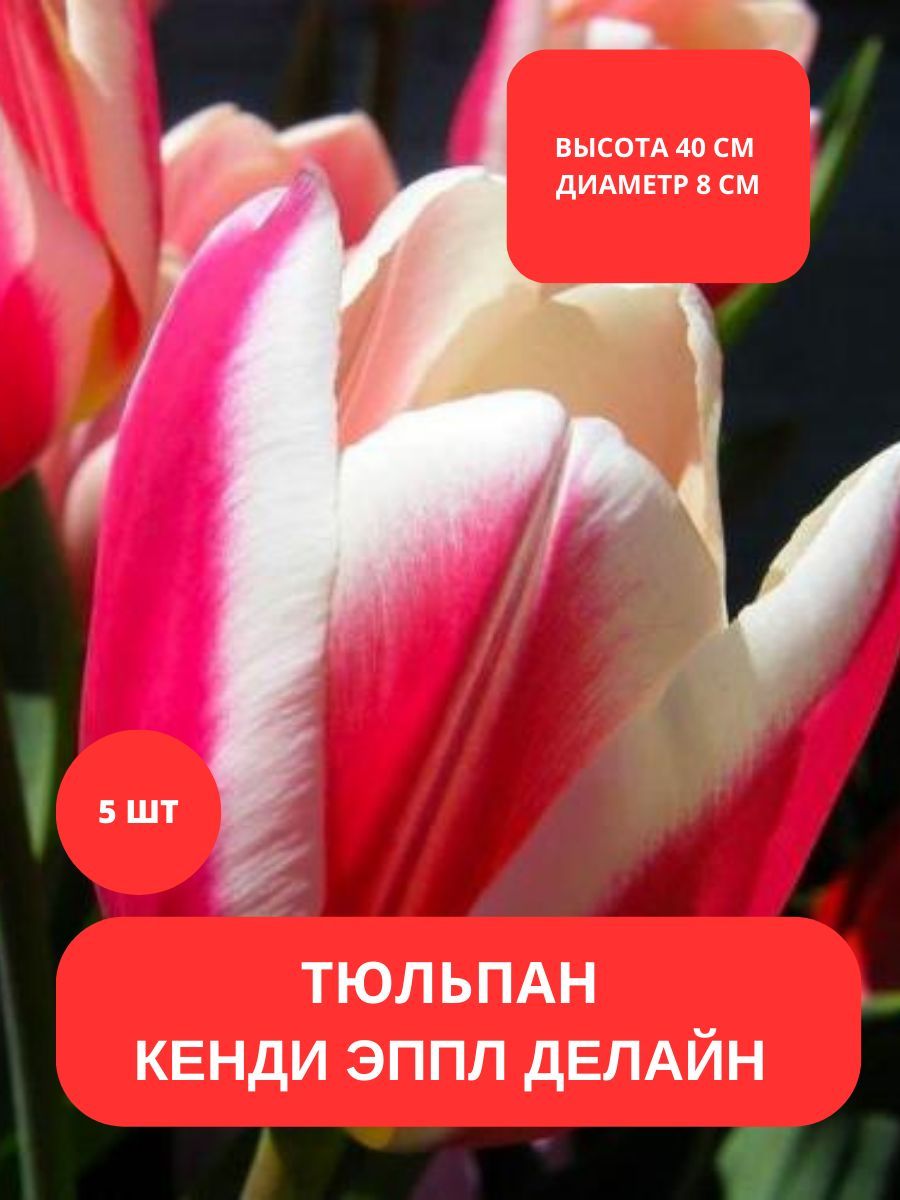 Купить Луковицы Тюльпанов В Интернет Магазине Почтой