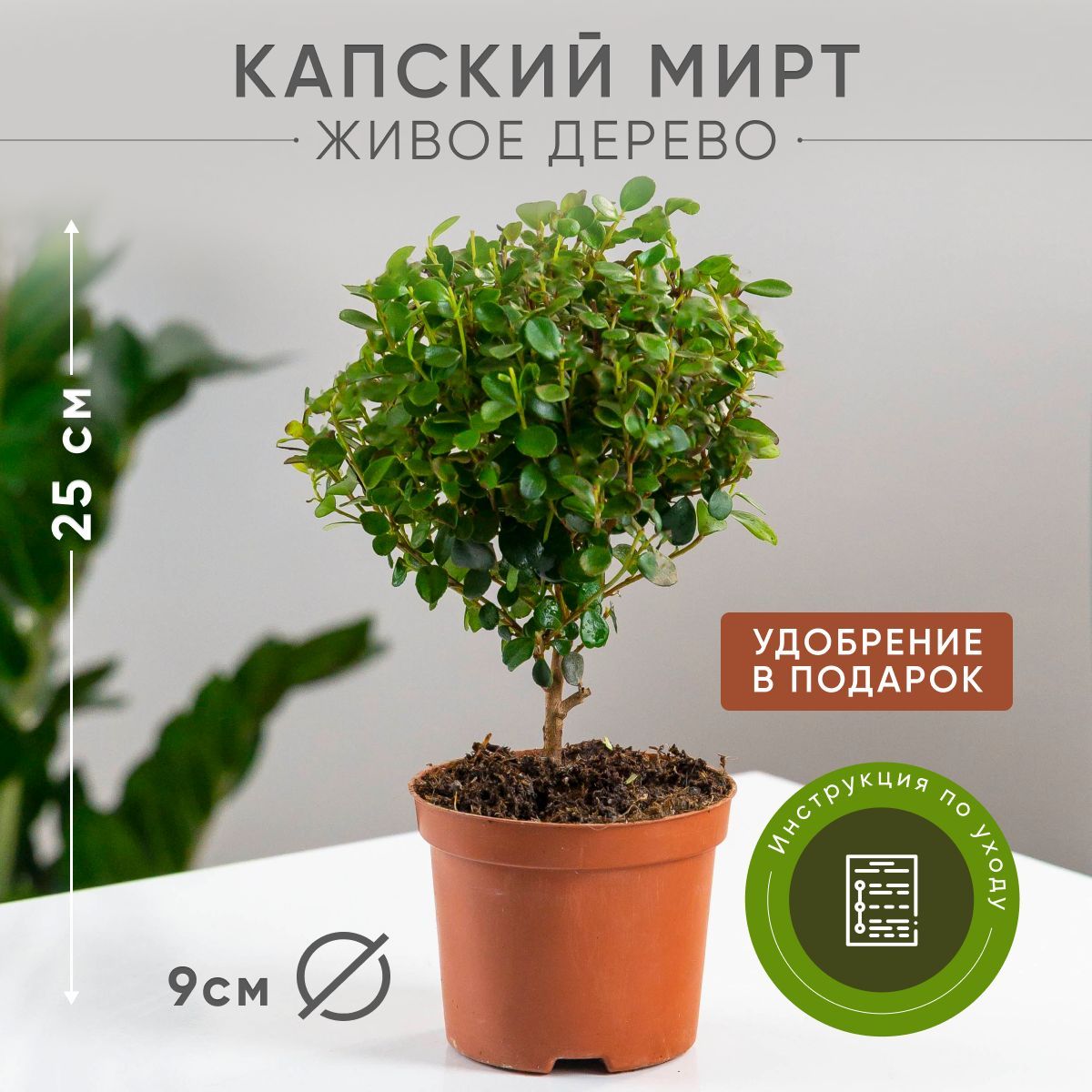 Растение Мирсина, 20 см