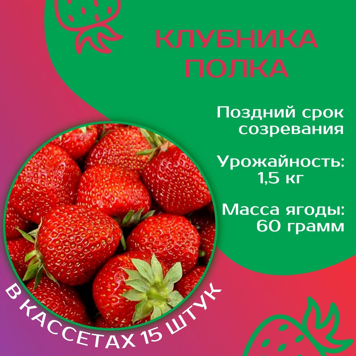 Рассада клубники сорт Полка - купить в Чебоксарах, цена 50 руб., продано 30 апре