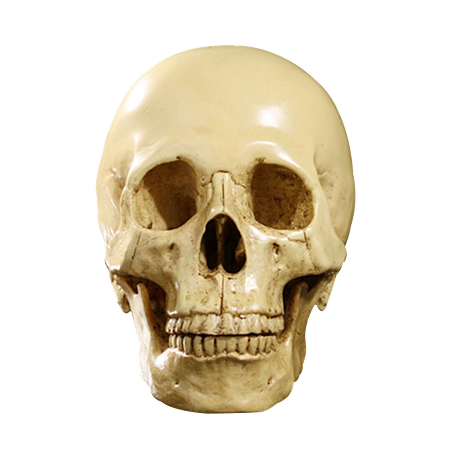 Черепа купить спб. Макет черепа человека. Человеческий череп модель.