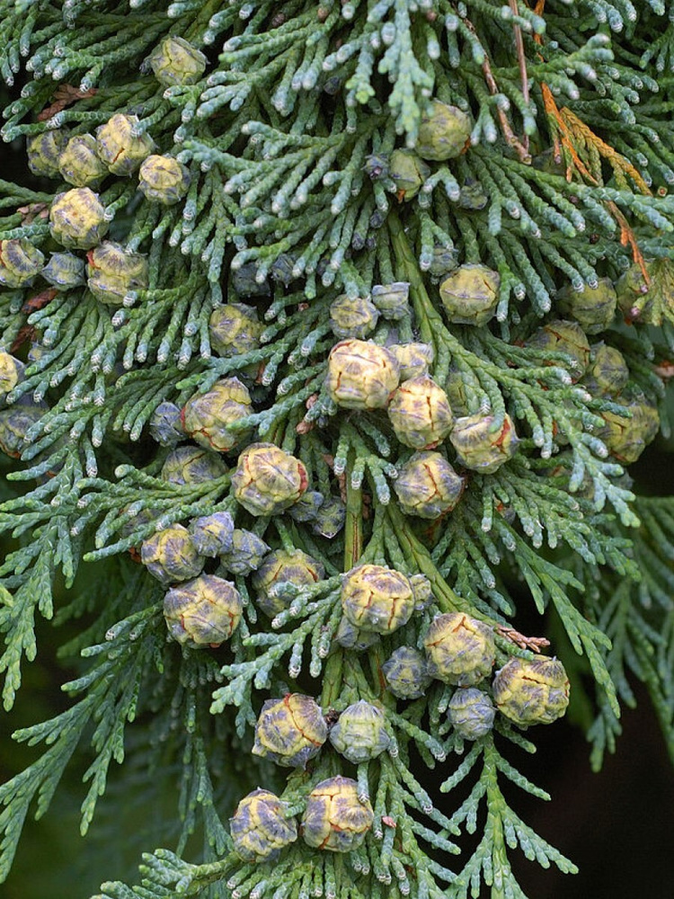 chamaecyparis lawsoniana leaf