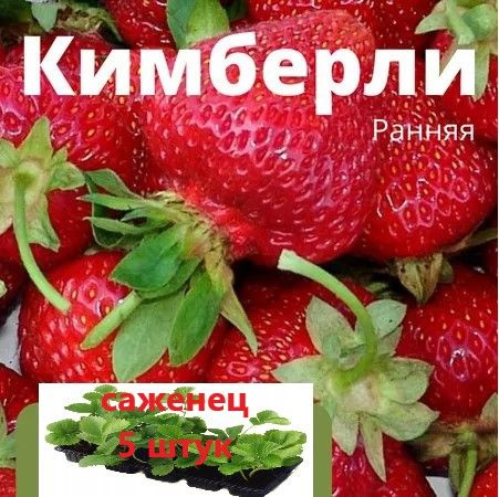 Клубника Кимберли Описание Сорта Фото Отзывы Садоводов