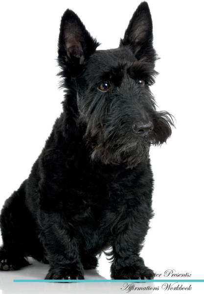 Рассмотрите фотографию собаки породы скотч терьер Scottish Terrier Affirmations Workbook Scottish Terrier Presents. Positive and L