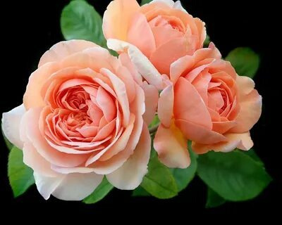 Роза парковая Эприкот Блисс - купить с доставкой по выгодным ценам в ...