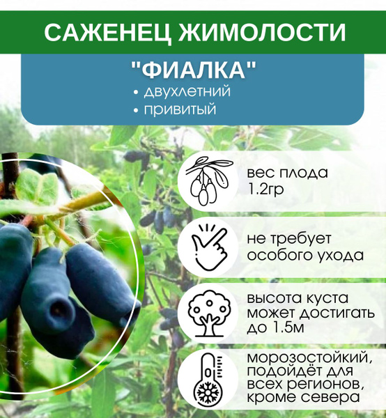 Жимолость Фиалка - купить с доставкой по выгодным ценам в интернет ...