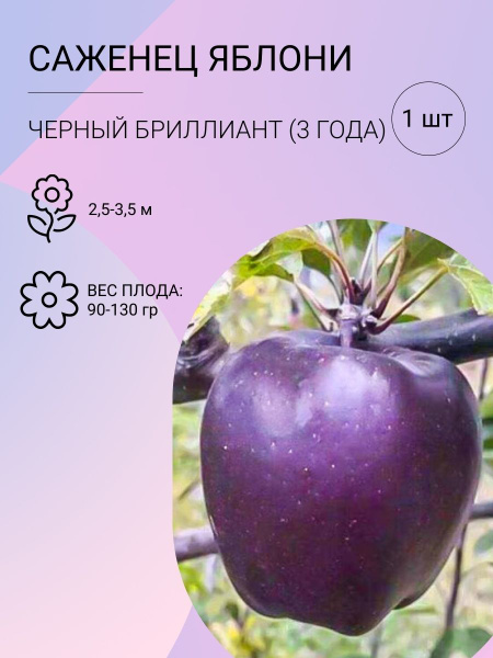 Саженцы яблони, фруктовые деревья, трёхлетние саженцы, ЗКС купить на ...