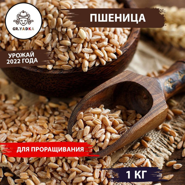 Пшеница для проращивания, микрозелень для проращивания, ростки пшеницы ...