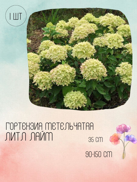 Гортензия метельчатая, Цветы гортензии - купить с доставкой по выгодным ...