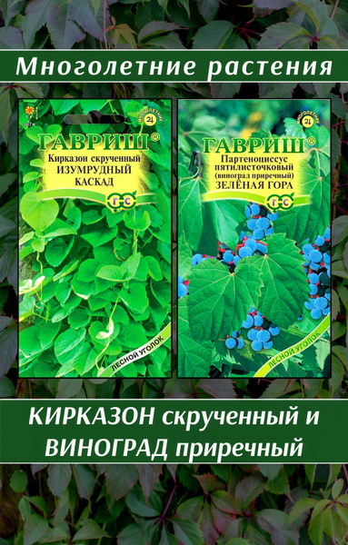 Кирказон, Девичий виноград Гавриш Жимолость татарская Казанова, Маака ...
