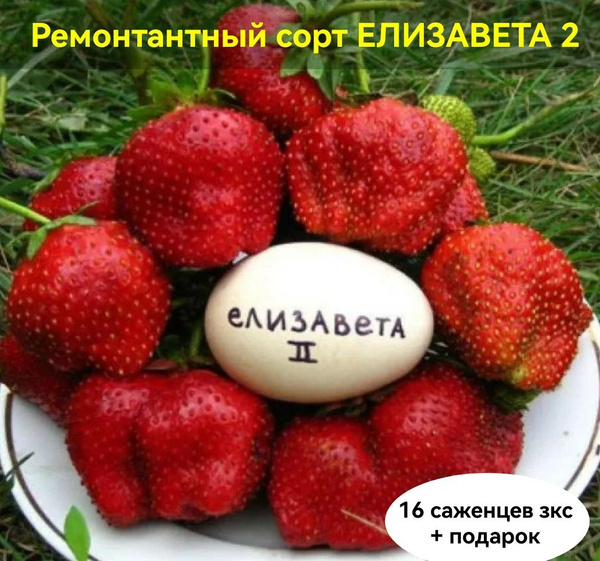 Земляника елизавета 2 фото