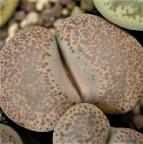 Литопс Триколор Lithops terricolor