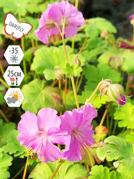 Герань гибридная Блу Блад (Geranium hybrid Blue Blood) ), многолетник ...