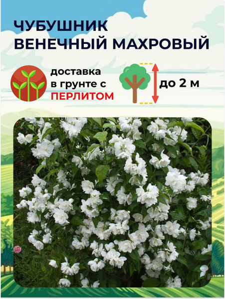 Чубушник "Венечный Махровый", саженец 1 шт - купить с доставкой по ...