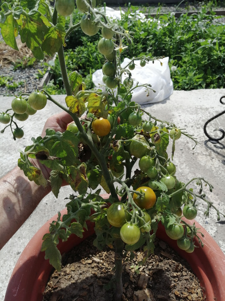 Томаты Томата Балконный (Каменный цветок) - купить по выгодным ценам в ...