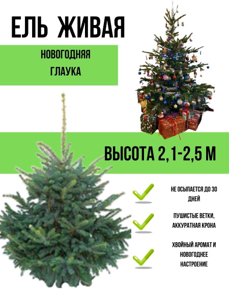 Елка живая, 225-250 см - купить с доставкой по выгодным ценам в ...
