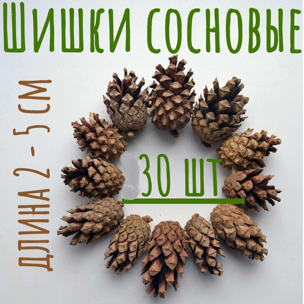 Шишки сосновые 30 шт для декора творчества и рукоделия от 2 до 5 см в ...